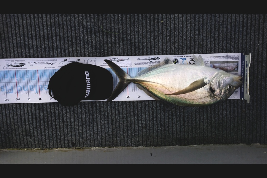 Darryn Thomas caught this 53.5cm Trevally at Tauranga Harbour during The Export NZ Fishing Competition